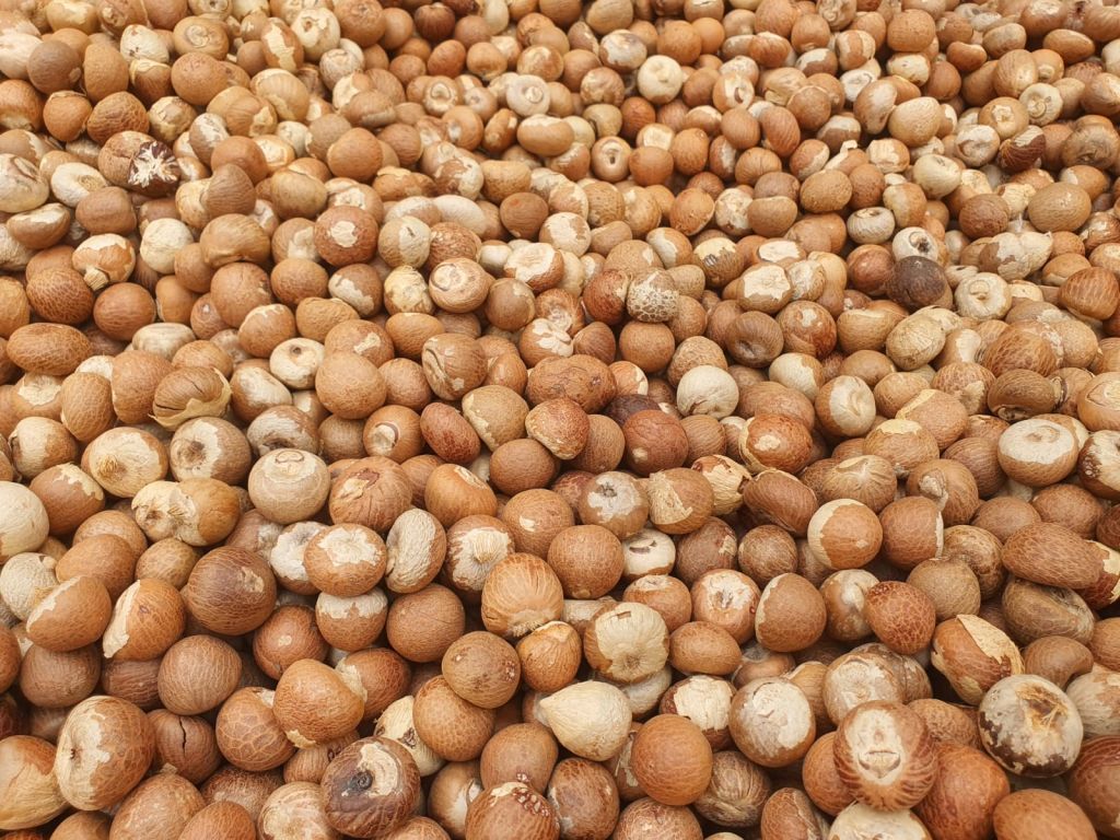 Pinang Goli, Pinang belah, Kopra